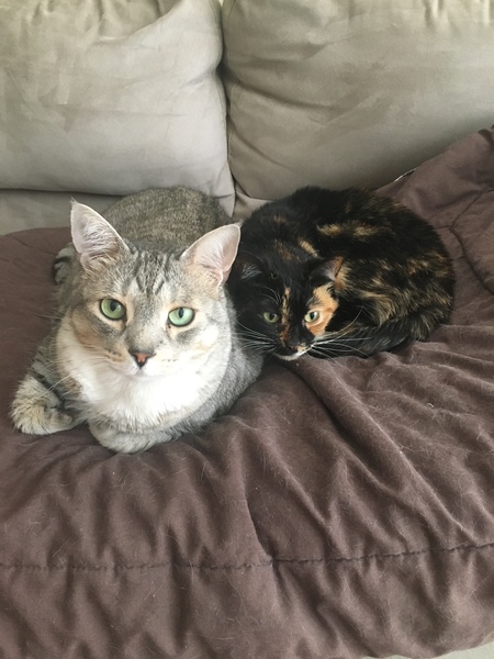 Entry image for Paluchi and Leigh. Clicking this image will show a larger photo