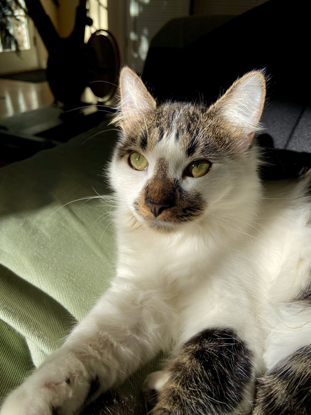 Entry image for Goose. Clicking this image will show a larger photo