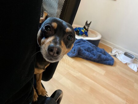 Entry image for Savannah and Violet. Clicking this image will show a larger photo