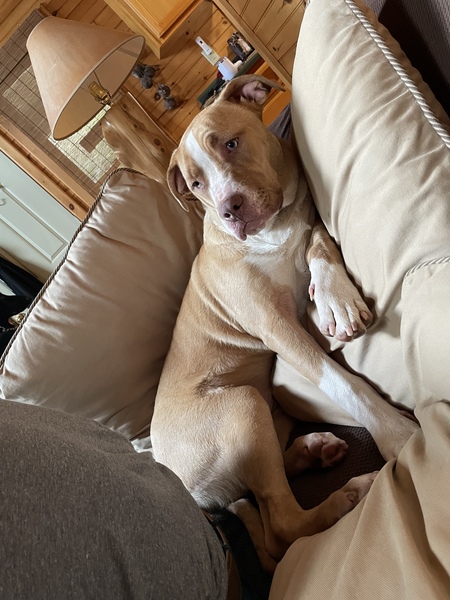 Entry image for Samson . Clicking this image will show a larger photo