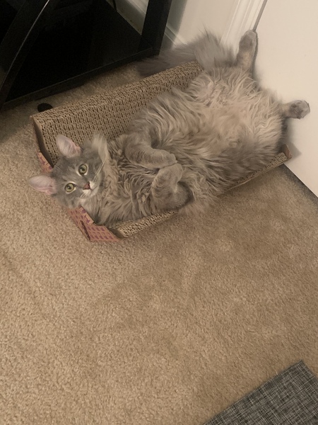 Entry image for Haku. Clicking this image will show a larger photo