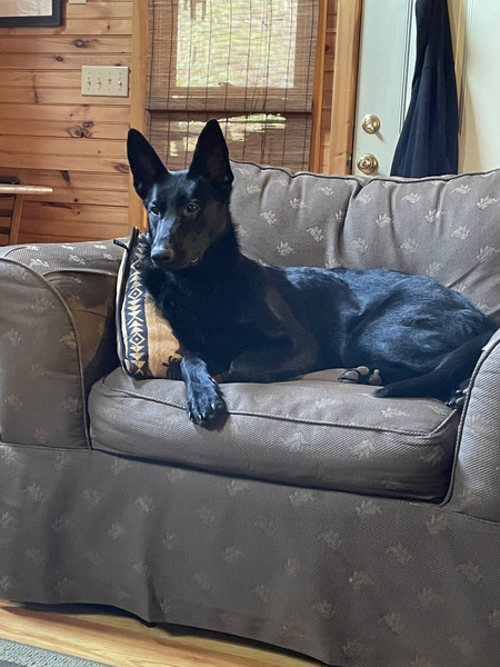 Entry image for Pepper . Clicking this image will show a larger photo