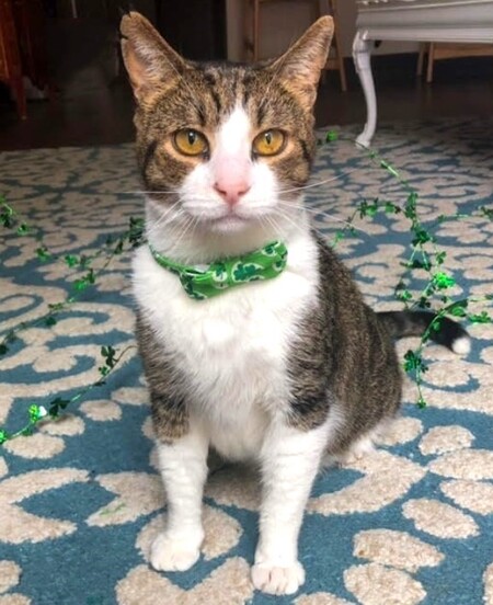 Entry image for Aladdin. Clicking this image will show a larger photo