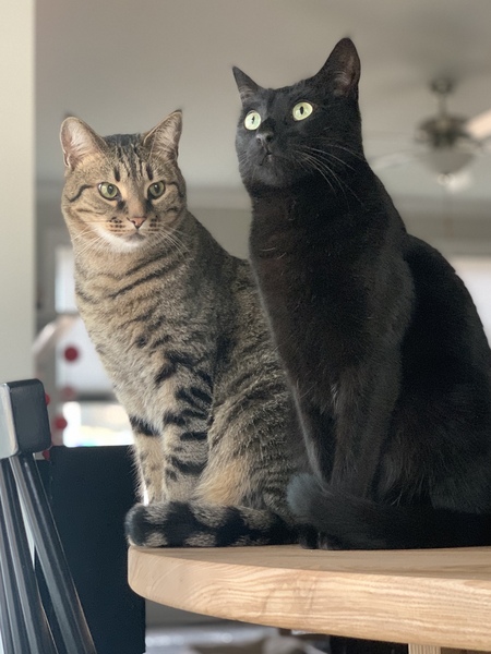 Entry image for Donut and Rambo. Clicking this image will show a larger photo