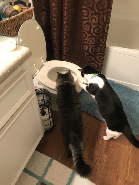 Entry image for Jude and Tuco. Clicking this image will show a larger photo