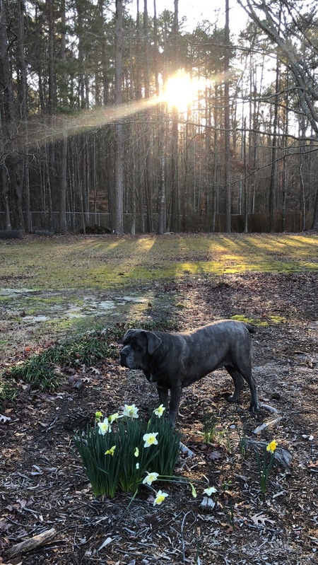 Entry image for Elephant. Clicking this image will show a larger photo