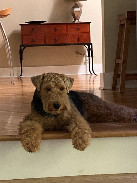 Entry image for Waldo. Clicking this image will show a larger photo