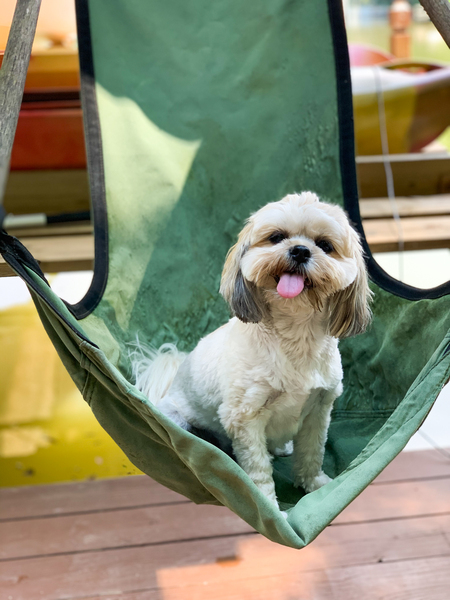 Entry image for Chompers. Clicking this image will show a larger photo