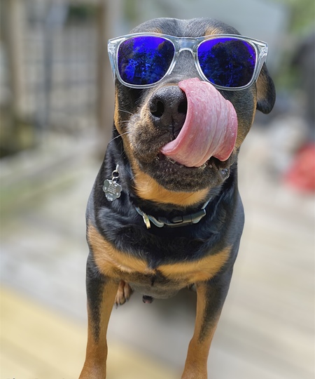 Entry image for Judge. Clicking this image will show a larger photo