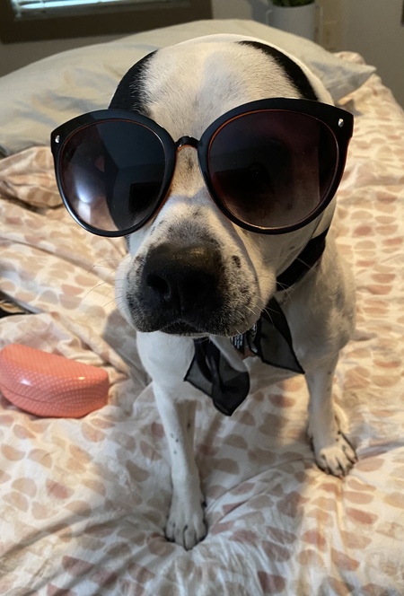 Entry image for Gidget . Clicking this image will show a larger photo