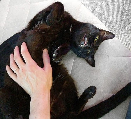 Entry image for Goblin Bagheera. Clicking this image will show a larger photo