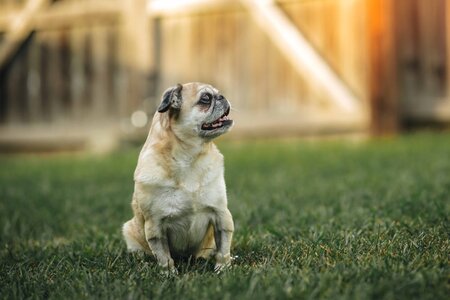 Entry image for Smush. Clicking this image will show a larger photo