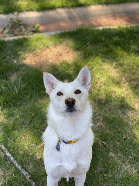 Entry image for Frosty. Clicking this image will show a larger photo