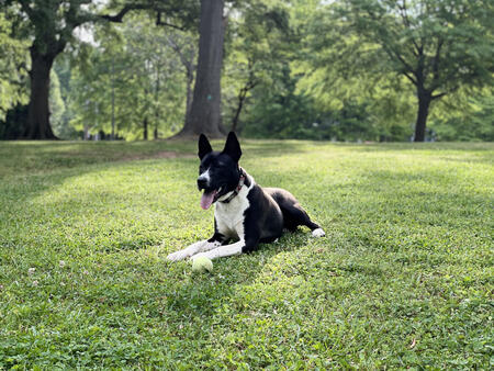 Entry image for Scarlet Begonia. Clicking this image will show a larger photo