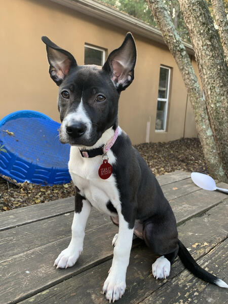 Entry image for Scarlet Begonia. Clicking this image will show a larger photo