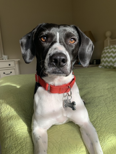 Entry image for Chief. Clicking this image will show a larger photo