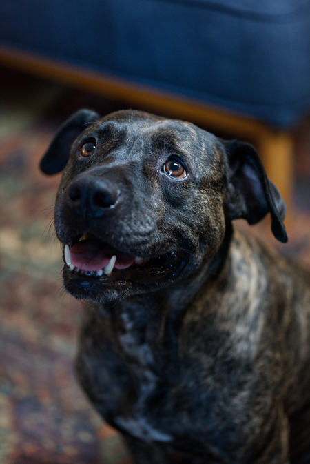 Entry image for Lucy. Clicking this image will show a larger photo