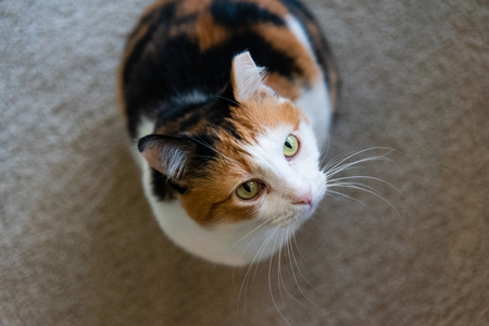 Entry image for Pumpkin (a.k.a. "Spunky"). Clicking this image will show a larger photo