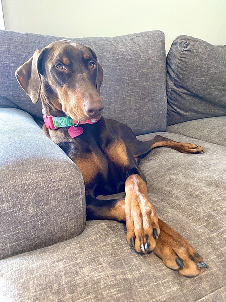 Entry image for Nova. Clicking this image will show a larger photo