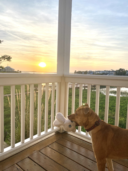 Entry image for Muse. Clicking this image will show a larger photo