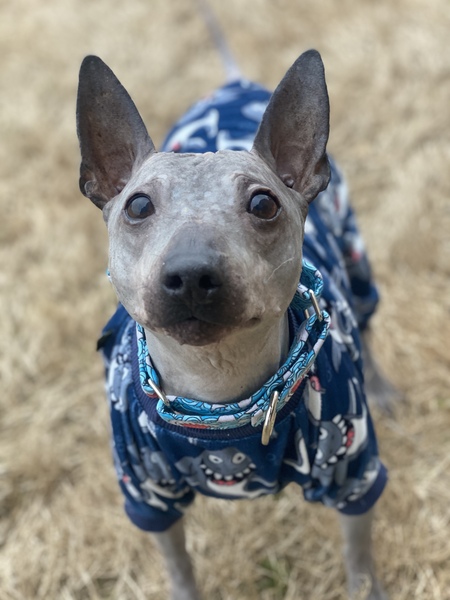 Entry image for Nigel . Clicking this image will show a larger photo