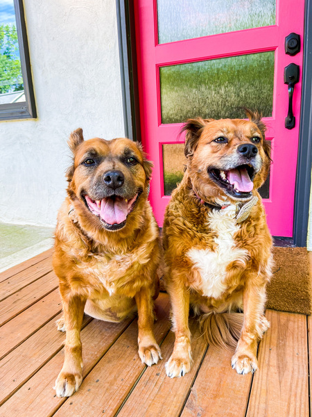 Entry image for Yogi and Lana. Clicking this image will show a larger photo