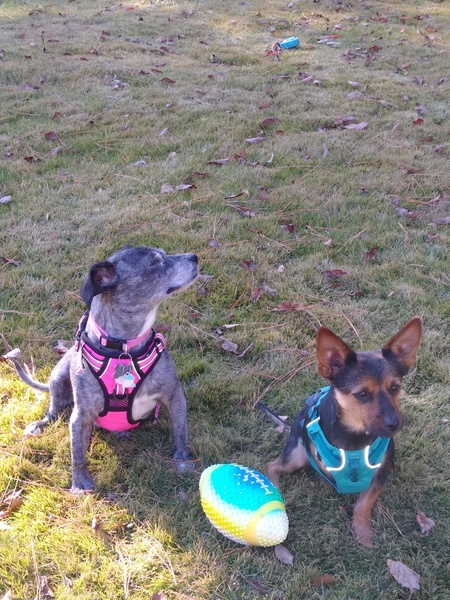 Entry image for Samantha and Maximus. Clicking this image will show a larger photo