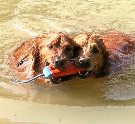 Entry image for Maverick and Jasper. Clicking this image will show a larger photo