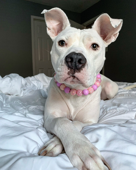 Entry image for Lilo. Clicking this image will show a larger photo