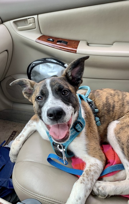 Entry image for Norman. Clicking this image will show a larger photo