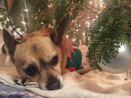 Entry image for Finnegan. Clicking this image will show a larger photo