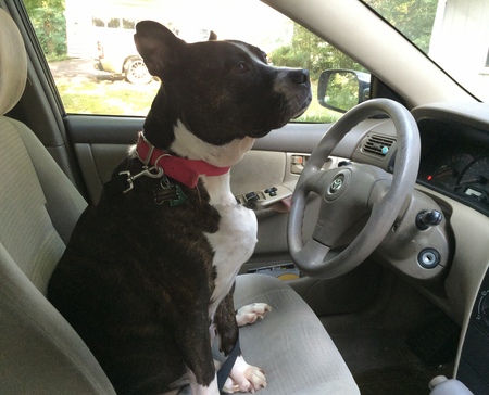 Entry image for Blossom . Clicking this image will show a larger photo