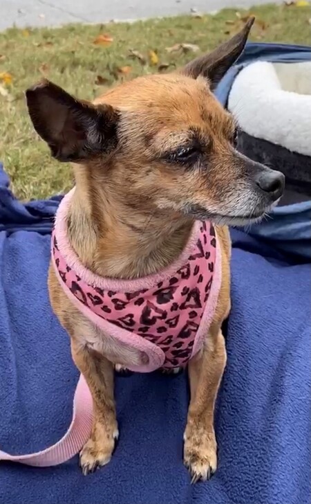 Entry image for Dazy. Clicking this image will show a larger photo