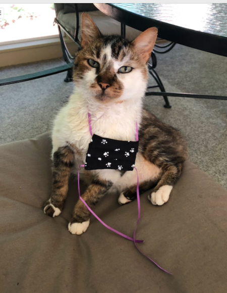 Entry image for Arlo Beamer. Clicking this image will show a larger photo