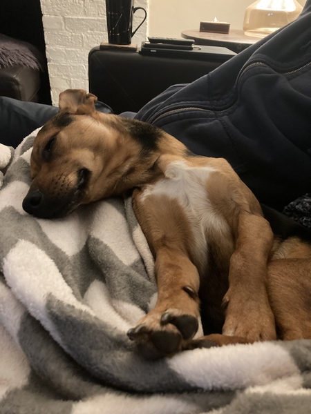 Entry image for Oliver Twist. Clicking this image will show a larger photo