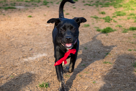 Entry image for Penny. Clicking this image will show a larger photo