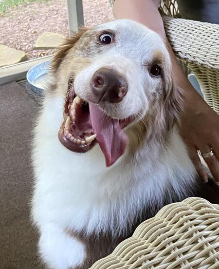 Entry image for Blu. Clicking this image will show a larger photo