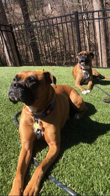 Entry image for Bruno and Chloe. Clicking this image will show a larger photo