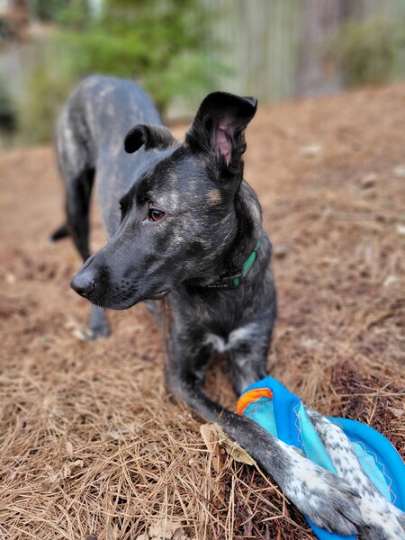 Entry image for Auri. Clicking this image will show a larger photo