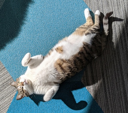 Entry image for Jack (formerly Postman Pat). Clicking this image will show a larger photo