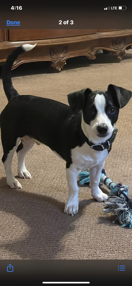 Entry image for Colonel Hathi aka Dallas. Clicking this image will show a larger photo