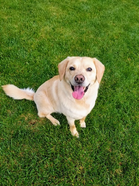 Entry image for Skipper. Clicking this image will show a larger photo