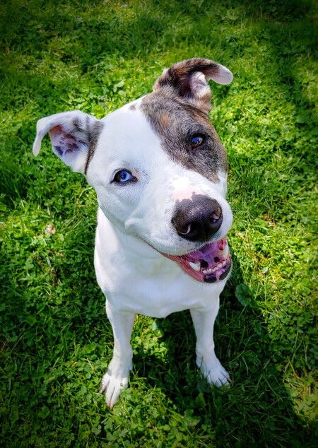 Entry image for Barley. Clicking this image will show a larger photo