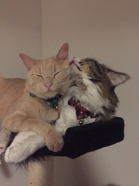 Entry image for Sunny and Gypsy. Clicking this image will show a larger photo