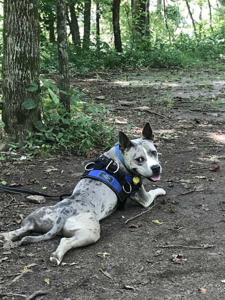 Entry image for Hank. Clicking this image will show a larger photo