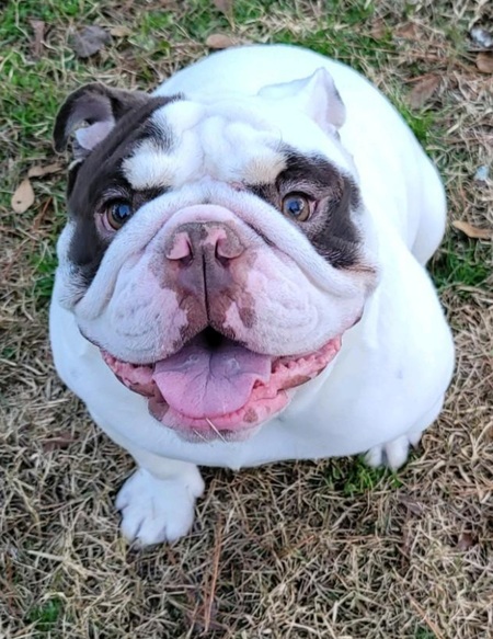 Entry image for Rocky Sylvester. Clicking this image will show a larger photo