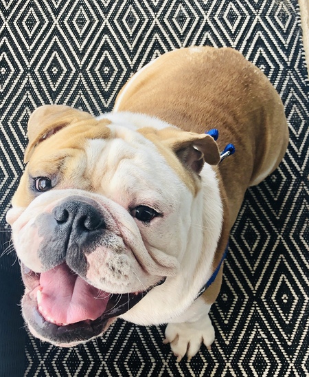 Entry image for Murphy. Clicking this image will show a larger photo