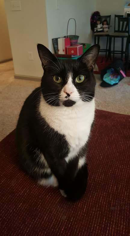 Entry image for Mia. Clicking this image will show a larger photo