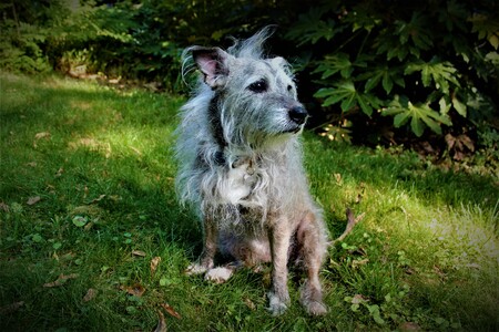 Entry image for Gladys. Clicking this image will show a larger photo