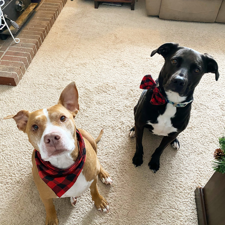 Brodi & Sunny